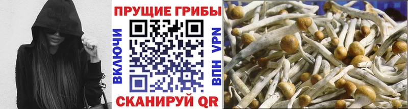 Галлюциногенные грибы Psilocybine cubensis  Купить закладки  Льгов 